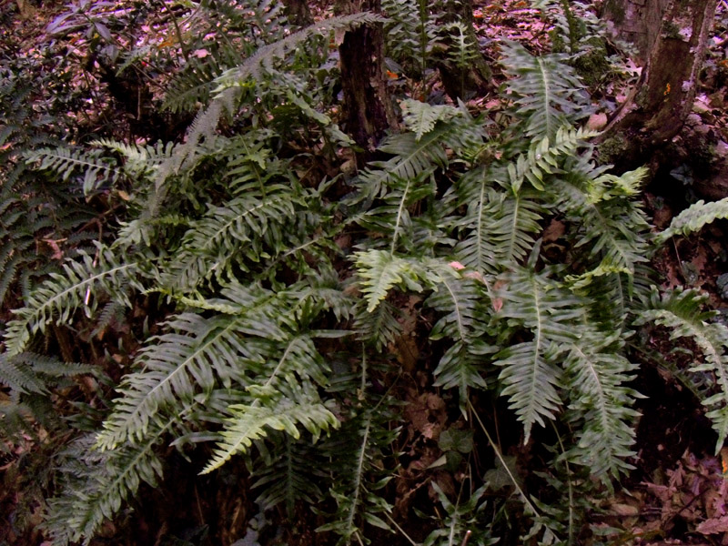 Polypodium sp. (interjectum?)